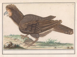 Kotieläinlinnut Galliformes - Anselmus Botius de Boodt — näkymä teoksesta