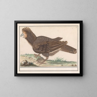 Kotieläinlinnut Galliformes - Anselmus Botius de Boodt — kehystetty taideteos seinällä
