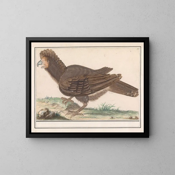 Kotieläinlinnut Galliformes - Anselmus Botius de Boodt — kehystetty taideteos seinällä