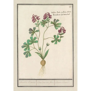 Anselmus Botius de Boodt - Holwortel Corydalis cava Boonkens holwortel radix Cava rubro flore Racine Creuse.webp