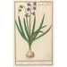 Jacinthe Hyacinthus orientalis -krysanteemi Hyacinthus orientalis -krysanteemi - Anselmus Botius de Boodt — näkymä teoksesta