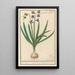 Jacinthe Hyacinthus orientalis -krysanteemi Hyacinthus orientalis -krysanteemi - Anselmus Botius de Boodt — kehystetty taideteos seinällä