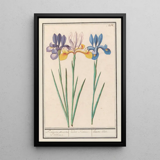 Anselmus Botius de Boodt - Iris Iris sibirica.webp