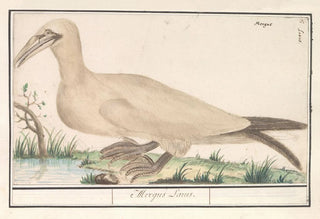 Anselmus Botius de Boodt - Janvangent Morus bassanus of Sula bassana.webp