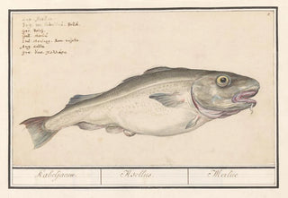 Anselmus Botius de Boodt - Kabeljauw Gadus morhua Kabeljaeuw Asellus Merlue.webp