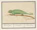 Caméléon - Anselmus Botius de Boodt — näkymä teoksesta