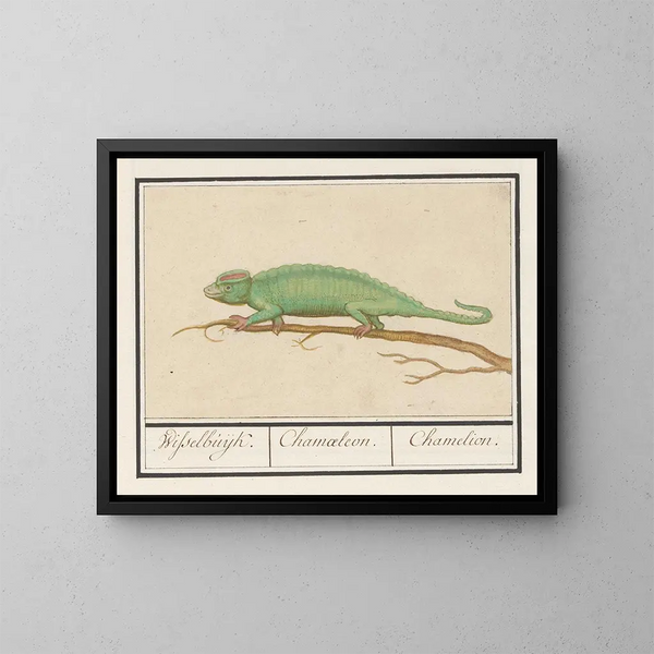 Caméléon - Anselmus Botius de Boodt — kehystetty taideteos seinällä