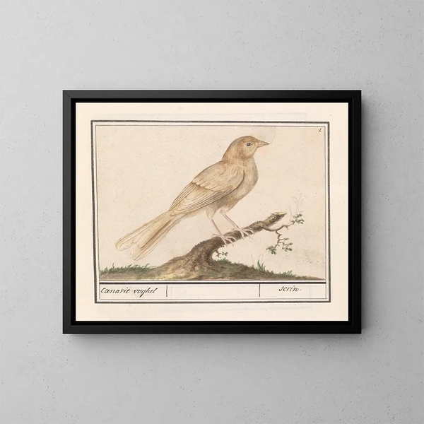 Serin des Canaries - Anselmus Botius de Boodt — kehystetty taideteos seinällä