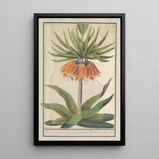 Anselmus Botius de Boodt - Keizerskroon Fritillaria imperialis Kroon imperiael Corona imperialis Couronne imperiale.webp
