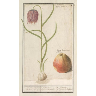 Anselmus Botius de Boodt - Kievitsbloem Fritillaria meleagris en een appel 1 Schaekbloemen 2 Boheemschen appel.webp