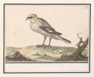 Anselmus Botius de Boodt - Kleine Klapekster Lanius minor.webp