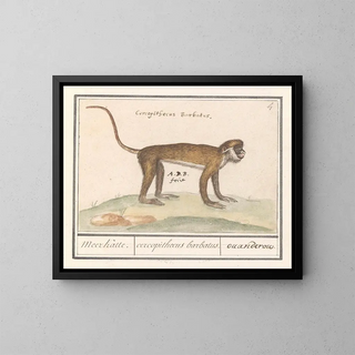 Anselmus Botius de Boodt - Kleine witneusmeerkat Cercopithecus petaurista Meerkatte cercopithecus barbatus ouanderou.webp