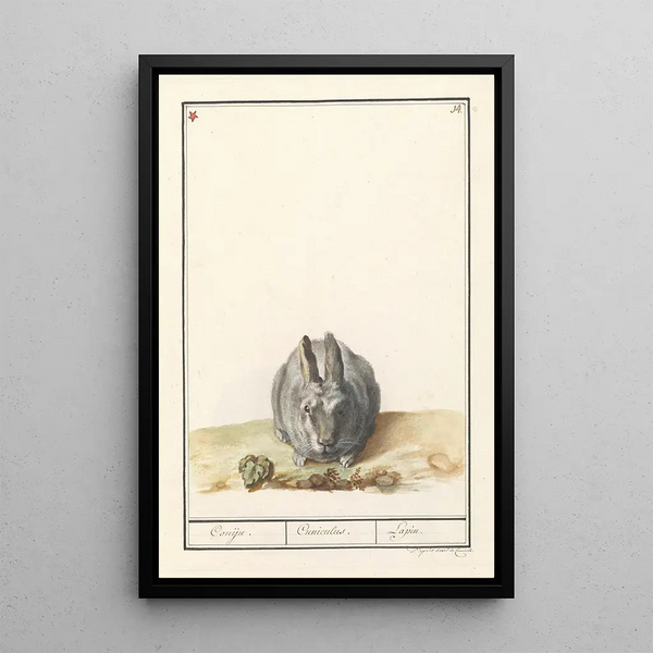Anselmus Botius de Boodt - Konijn Oryctolagus cuniculus Conijn Cuniculus Lapin.webp