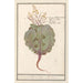 Chou Brassica oleracea - Anselmus Botius de Boodt — näkymä teoksesta