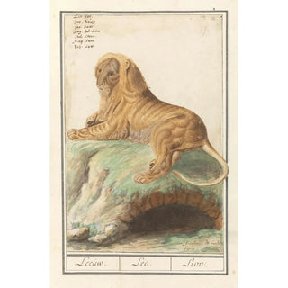 Anselmus Botius de Boodt - Leeuw Panthera leo Leeuw Leo Lion.webp