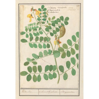 Anselmus Botius de Boodt - Linze Lens culinaris Wilde Sene Collutea Theophrasti Baguenandier.webp