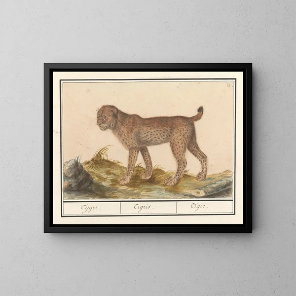 Lynx, tiikeri - Anselmus Botius de Boodt — kehystetty taideteos seinällä