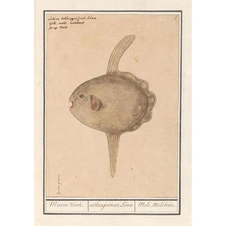 Anselmus Botius de Boodt - Maanvis Mola mola Maene Visch orthragoriscus Luna Mole Molebout.webp