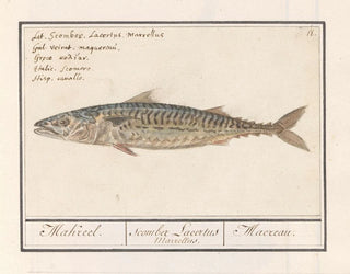 Anselmus Botius de Boodt - Makreel Scomber scombrus Makreel Scomber Lacertus Marrellus Macreau.webp