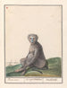 Mandril Mandrillus sphinx Baviaen Cercopithechus Mandrill - Anselmus Botius de Boodt — näkymä teoksesta