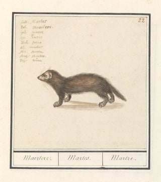 Anselmus Botius de Boodt - Marter Martes Maertere Martes Martre.webp