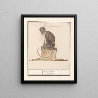 Anselmus Botius de Boodt - Meerkat Cercopithecini Cerco pithecus prasianus.webp