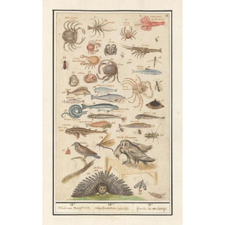 Anselmus Botius de Boodt - Natuurhistorische ensemble nr 19 19e Blad van Mengelmoes 19 miscelaniorum tabula 19e feuille de melange.webp