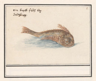 Poisson inconnu - Anselmus Botius de Boodt — näkymä teoksesta