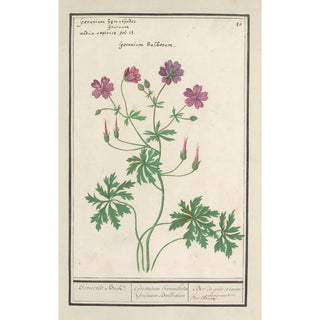 Anselmus Botius de Boodt - Ooievaarsbek Geranium Hovaerts Beck Geranium haemathodes Gruinum Bulbosum Bec de grue a racine Bulbeuse.webp