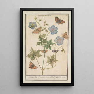 Anselmus Botius de Boodt - Ooievaarsbek waarschijnlijk beemdooievaarsbek Geranium pratense Oijevaaertsbek Geranium batrachoides Bec de Grue.webp