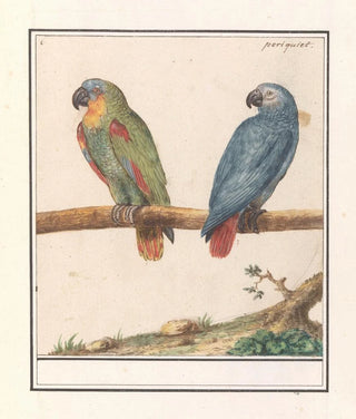 Anselmus Botius de Boodt - Papegaai en grijze roodstaartpapegaai Psittacus erithacus.webp