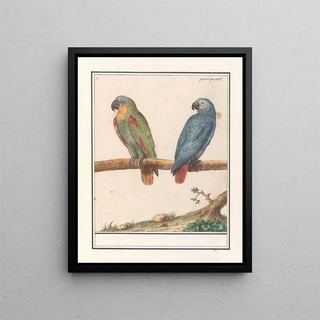 Anselmus Botius de Boodt - Papegaai en grijze roodstaartpapegaai Psittacus erithacus.webp