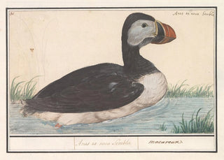 Anselmus Botius de Boodt - Papegaaiduiker Fratercula arctica.webp