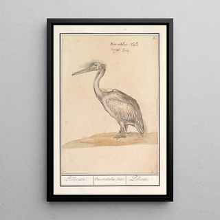 Anselmus Botius de Boodt - Pelikaan Pelicanus.webp