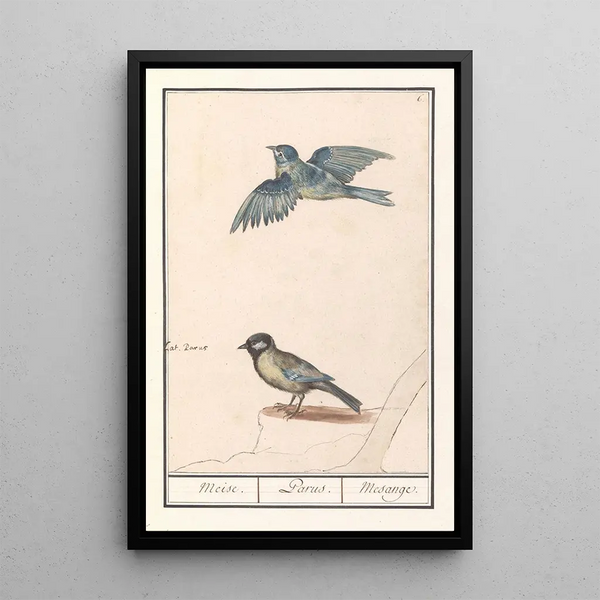 Anselmus Botius de Boodt - Pimpelmees Cyanistes caeruleus en koolmees Parus major.webp