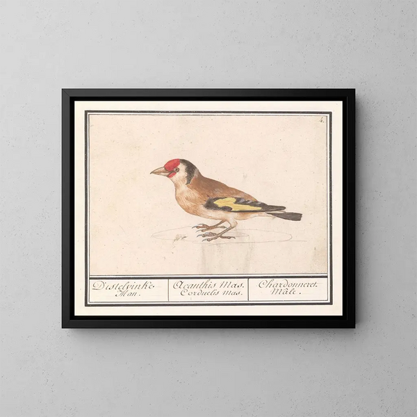 Putter de chardonneret Carduelis carduelis - Anselmus Botius de Boodt — kehystetty taideteos seinällä