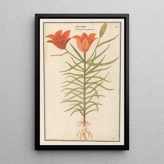 Anselmus Botius de Boodt - Rode lelie Lilium Roode Lelie Martagon lilium Cruentum Martagon.webp