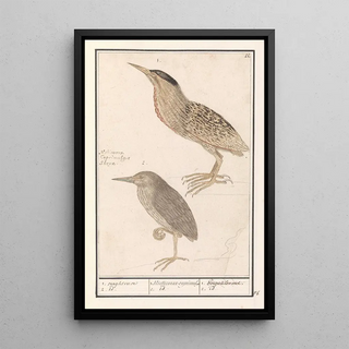 Anselmus Botius de Boodt - Roerdomp Botaurus stellaris 1 naghtrave 2 id 1 Nicticorax caprimulg 2 id Engoulevent 2 id.webp