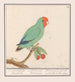 Roodmaskeragapornis Agapornis pullarius Oostindische Mussche Psittacus Minimus - Anselmus Botius de Boodt — näkymä teoksesta