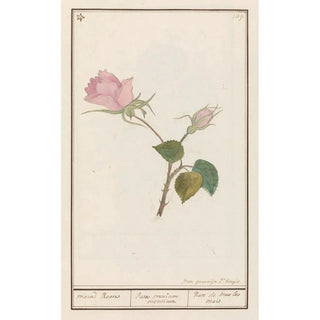 Anselmus Botius de Boodt - Roos Rosa maend Roose Rosa omnium mensium Rose de tous les mois.webp