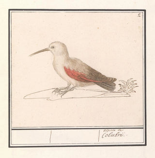 Anselmus Botius de Boodt - Rotskruiper Tichodroma muraria.webp