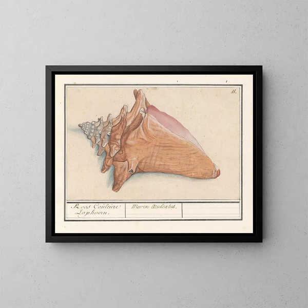 Corne de brume rose Strombus gigas Rose Couleure Laphoorn Murex aculeatus - Anselmus Botius de Boodt — kehystetty taideteos seinällä