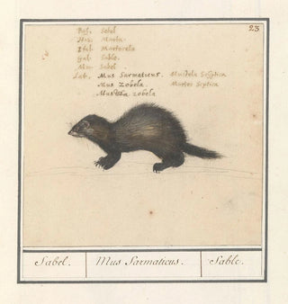 Anselmus Botius de Boodt - Sabelmarter Martes zibellina Sabel Mus Sarmaticus Sable.webp