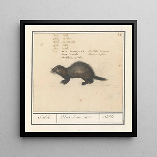 Anselmus Botius de Boodt - Sabelmarter Martes zibellina Sabel Mus Sarmaticus Sable.webp