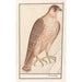 Maalauksen jäljennös Falconin pyhitetty maalaus Falco cherrug - Anselmus Botius de Boodt
