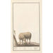 Maalauksen jäljennös Lammas Ovis aries schaep Ram ovus aries brebis bellier - Anselmus Botius de Boodt
