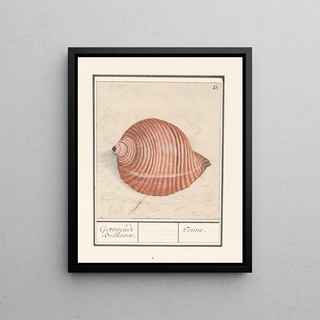 Anselmus Botius de Boodt - Schelp van een zeeslak Gevoornde Belhoorn Tonne.webp