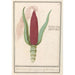 Maissi koristeellinen Zea mays Rood turks Cooren frumentum indicum rubrum Bled de turquie rouge - Anselmus Botius de Boodt — näkymä teoksesta