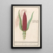 Maissi koristeellinen Zea mays Rood turks Cooren frumentum indicum rubrum Bled de turquie rouge - Anselmus Botius de Boodt — kehystetty taideteos seinällä