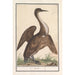 Anhinga Anhinga - Anselmus Botius de Boodt — näkymä teoksesta